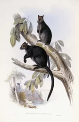 Tre Kenguru