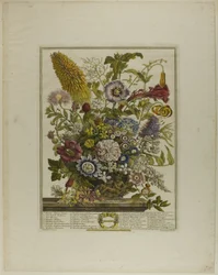 august, fra Twelve Months of Flowers