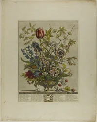 februar, fra Twelve Months of Flowers