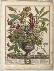 Tolv måneder med blomster: januar
