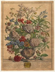 Tolv måneder med blomster: juli 1730.