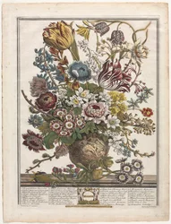 Tolv måneder med blomster: mars 1730.