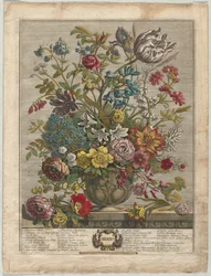 Tolv måneder med blomster: mai 1730.
