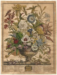 Twelve Months of Flowers: September, 1730.    1136229   no       norwegian Successfully Translated  Original: Merced River, Yosemite, ca. 1872, printed ca. 1876. Translat: Merced River, Yosemite, ca. 1872, printed ca. 1876. 1142036 no norwegian Successfull