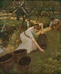 Samler plommer, 1901, c1930.