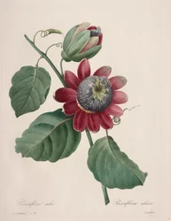 Valg av de vakreste blomstene...vakreste frukter: Passiflore ailee