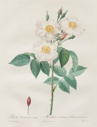 Rosene: Rosa Damascena, subalba