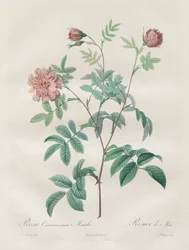 Les Roses: Rosa kanel