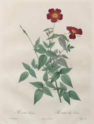 Rosene: Rosa indica