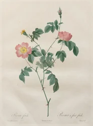 Rosene: Rosa indica