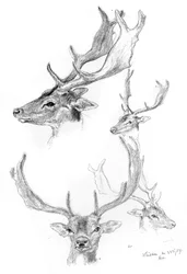 Stags heads, 1898.