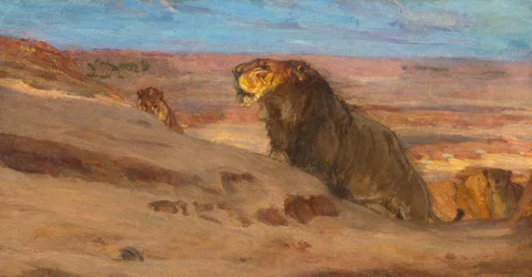 Løver i ørkenen, ca. 1897-1900.