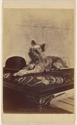 [Hund liggende på fotpall, ved siden av en derbyhatt og en spaserstokk]