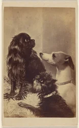Floss, Daisy og fe; Hundene til Barroness [sic] McClifford. Malet av fru Pointer.