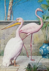 Pelikan og flamingo