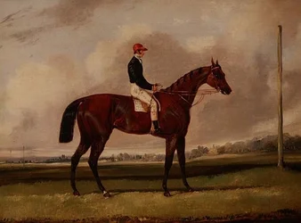Bay Racehorse med en jockey på en veddeløpsbane