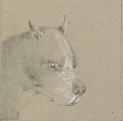 Hode og skuldre til en bokserhund (grafitt forhøyet med hvitt på papir)