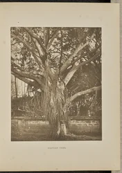 Banyan-tre, med unge luftstengler