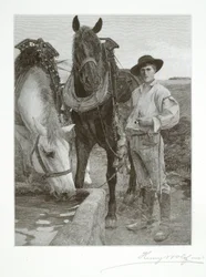 Hester ved vanntrauet