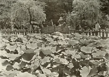 En Lotus Pond, 1910.