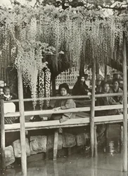 A Wisteria Arbor ved Kameido, 1910.