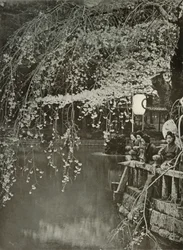 Kirsebærblomstringstid i Japan, 1910.