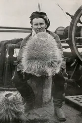 D. G. Lillie, med noen av siliciumsvampene, c1911, 1913