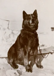 Krisravica, 19101913, 1913