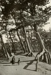 Pines of Shizu-Ura, 1910.