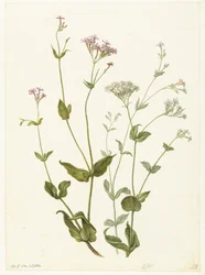Blære Senna og Sticky Catchfly Rode en witte Viscaria av pekanjer