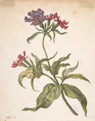Studie av en rød catchfly Lychnis hirsuta, 1680.