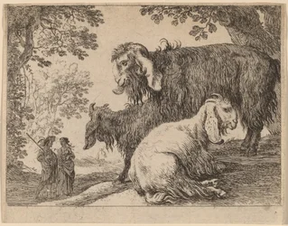 Angorasau