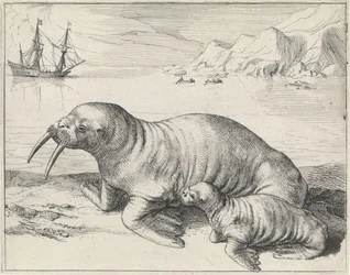 Hvalross ved Spitsbergen