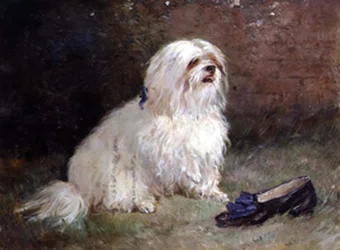 En maltesisk terrier