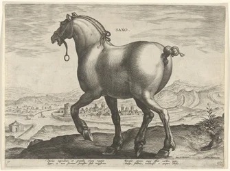Hest fra Sachsen Saxo (tittel på objekt) Hesteraser fra den kongelige stallen til Don Juan av Østerrike (serietittel) Equile Ioannis Austriaci Caroli (serietittel)