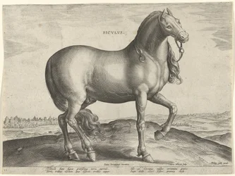 Hest fra Sicilia (Siculus) Sicvlvs (tittel på objekt) Hesteraser fra den kongelige stallen til Don Juan av Østerrike (serietittel) Equile Ioannis Austriaci Caroli (serietittel)