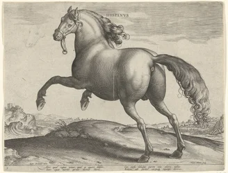 Hest fra Spania (Hispanus Alter) Hispanvs (tittel på objekt) Hesteraser fra den kongelige stallen til Don Juan av Østerrike (serietittel) Equile Ioannis Austriaci Caroli (serietittel)