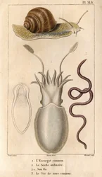 Den vanlige sneglen, den vanlige blekkspruten, dens bein, den vanlige meitemarken.i "" Faunaen i havnene eller historien til dyr og deres produkter av Hippolyte Cloquet""" - Bind 6 - 1825.