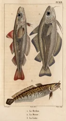 Hvitingen, torsken og laken.» Fauna des Mdecins eller historien om dyr og deres produkter av Hippolyte Cloquet" - Bind 6 - 1825.