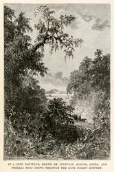 I et fint utstyr, tegnet av flotte hester, kjørte Aouda og Phileas Fogg gjennom det rike skoglandskapet, fra Jorden rundt på åtti dager av Jules Verne (1828-1905) gravert av Henri-Théophile