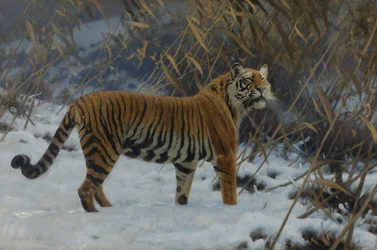 ""En tiger i snøen"" (En tiger i snøen) Maleri av Hugo Ungewitter (1869-1944) 1912 Privat samling