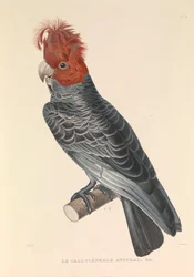 Den australske callicéphale