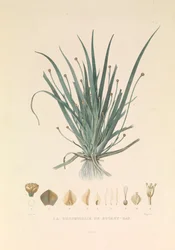 Busseuillie-familien i Botany Bay