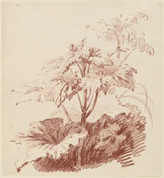 Blomstrende plante med knopper