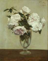 Rosa roser