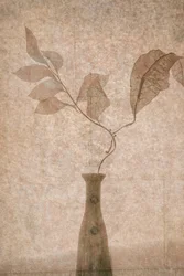 Delikate Sepia Botanicals
