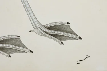 En flamingo, detalj, ca. 1780 (ugjennomsiktig wc på papir)