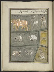 Pløying; graving; transplantere paddy; høsting,  86 tegninger bundet inn i et bind som viser handel og yrker i Kashmir, håndverkere vises i arbeid med redskaper og utstyr,  Av en Kashmir-kunstner, sannsynligvis i Srinagar, ca. 1850-60 (gou