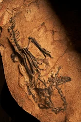 En tannløs ceratosaur ved Instituttet for virveldyrpaleontologi og paleoantropologi i Xiaotangshan, Nord-Beijing, Kina.