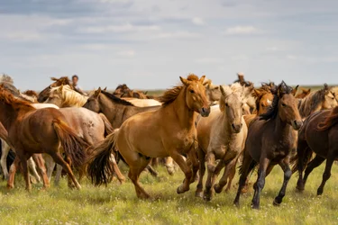 En flokk med hester i Sør-Gobiørkenen, Mongolia, 2018 (bilde)